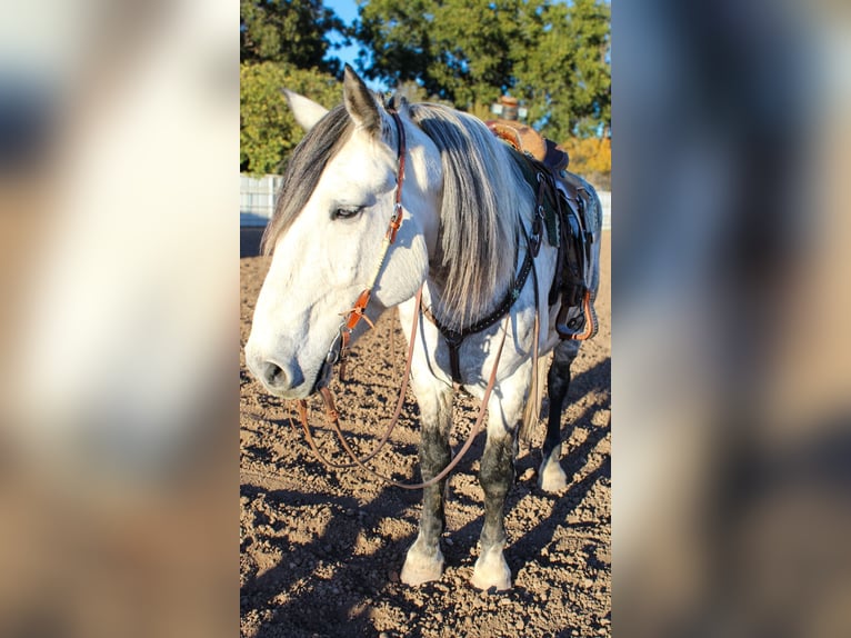 Quarter horse américain Hongre 11 Ans 168 cm Gris pommelé in Roswell, NM