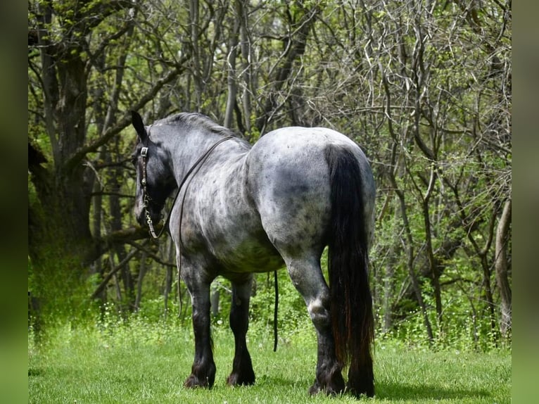 Quarter horse américain Hongre 11 Ans 170 cm Rouan Bleu in Libson IA