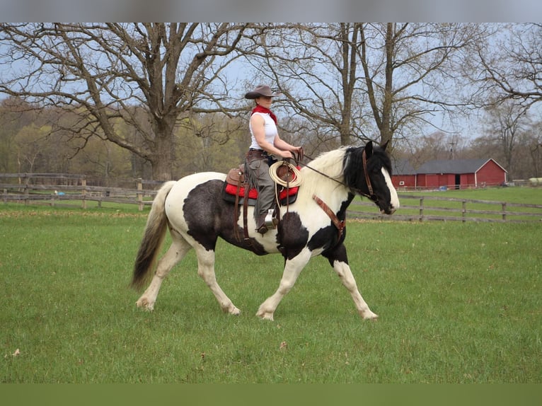 Quarter horse américain Hongre 11 Ans 173 cm Tobiano-toutes couleurs in Highland MI