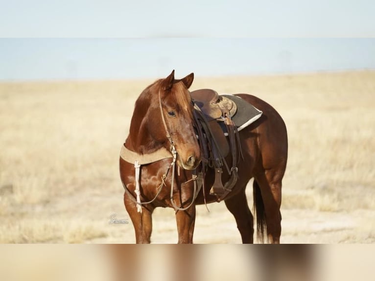 Quarter horse américain Hongre 11 Ans Alezan brûlé in Amarillo, TX
