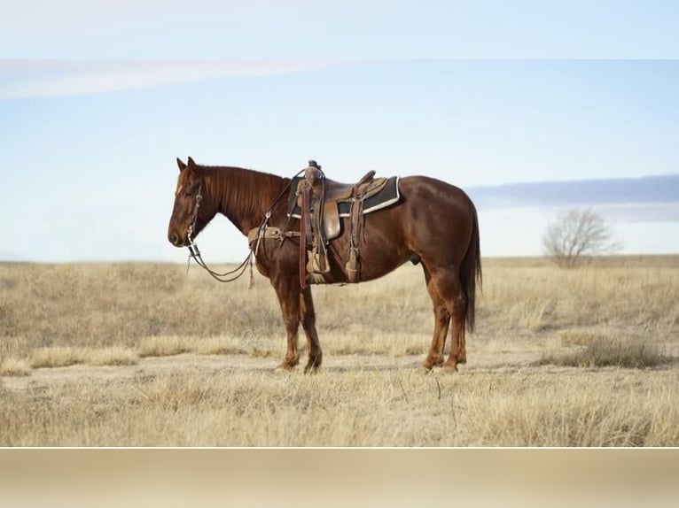 Quarter horse américain Hongre 11 Ans Alezan brûlé in Amarillo, TX