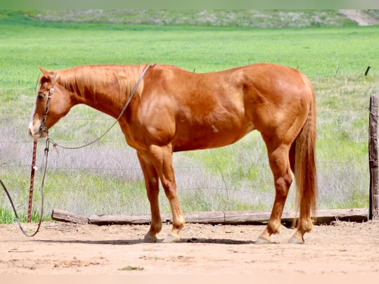 Quarter horse américain Hongre 11 Ans Alezan brûlé in Bitterwater CA