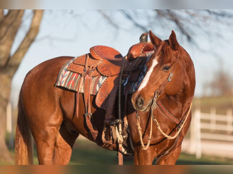 Quarter horse américain Hongre 11 Ans Alezan brûlé in Mountain Grove Mo