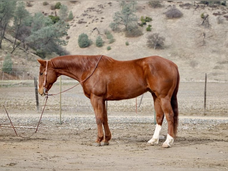 Quarter horse américain Hongre 11 Ans Alezan brûlé in Paicines, CA