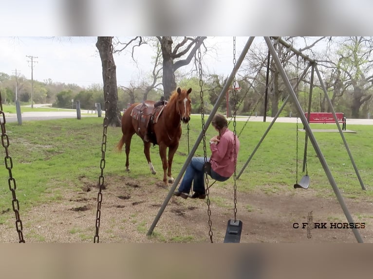Quarter horse américain Hongre 11 Ans Alezan brûlé in Stephenville TX