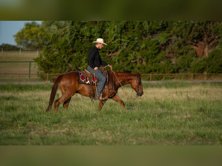 Quarter horse américain Hongre 11 Ans Alezan cuivré in Fort Worth