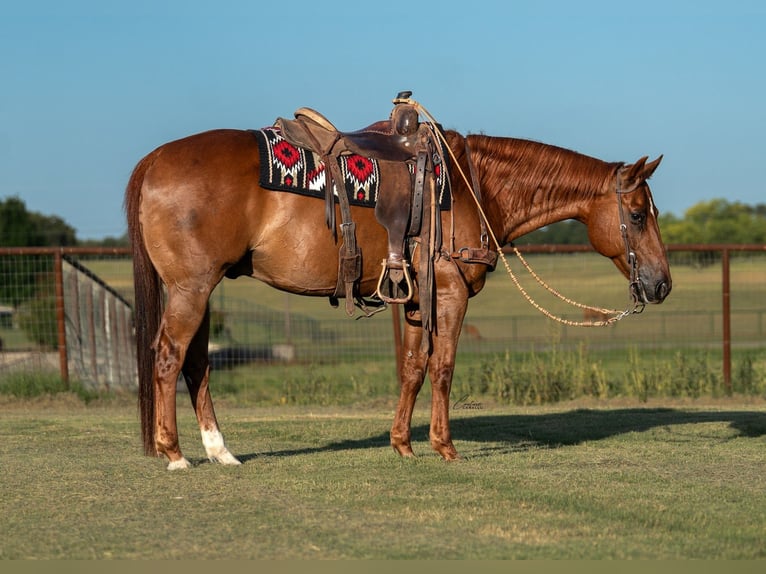 Quarter horse américain Hongre 11 Ans Alezan cuivré in Fort Worth