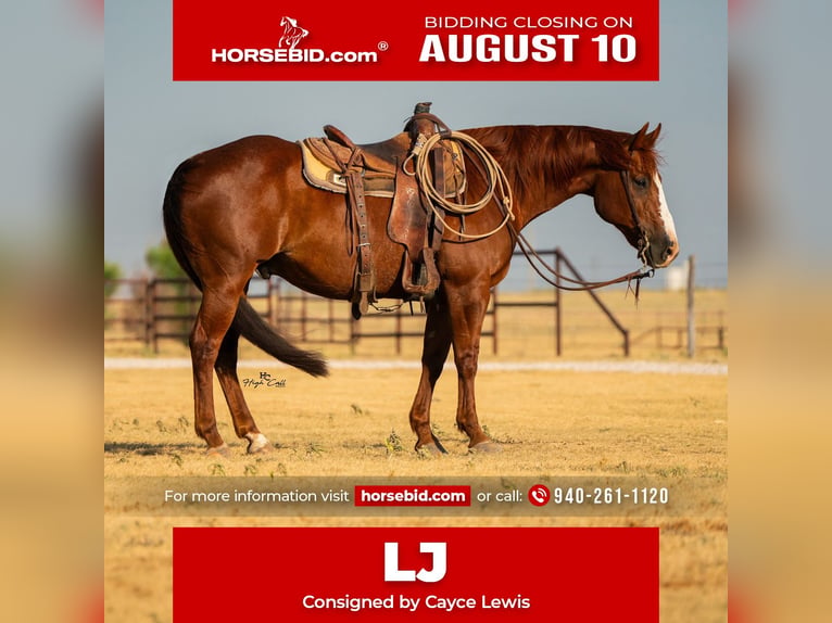Quarter horse américain Hongre 11 Ans Alezan cuivré in Canyon