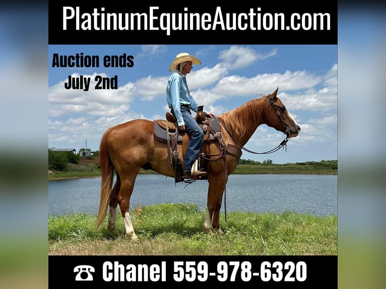 Quarter horse américain Hongre 11 Ans Alezan cuivré in Byers TX