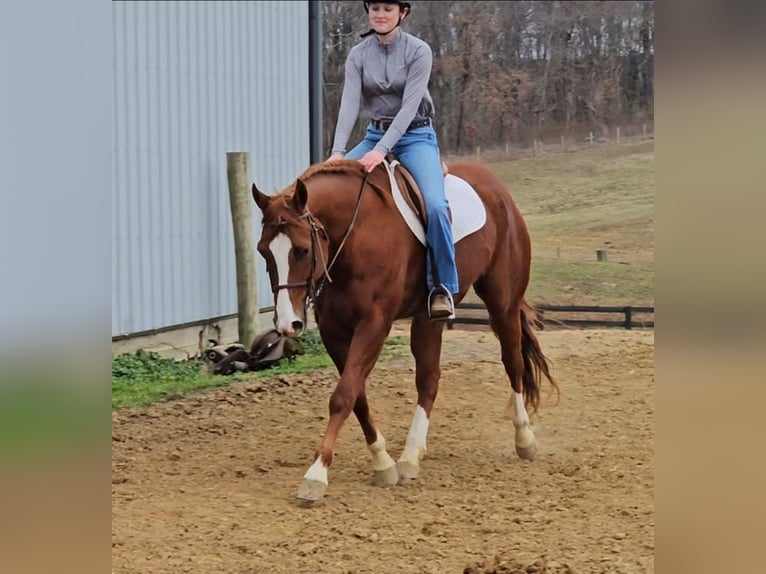 Quarter horse américain Hongre 11 Ans Alezan cuivré in Robards