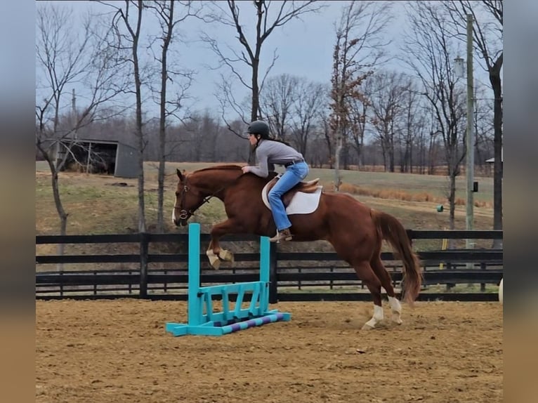 Quarter horse américain Hongre 11 Ans Alezan cuivré in Robards