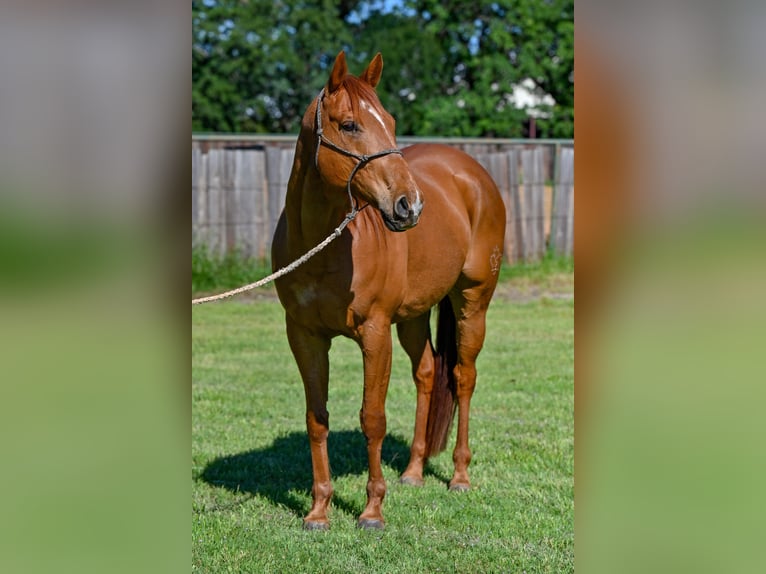 Quarter horse américain Hongre 11 Ans Alezan cuivré in Forney