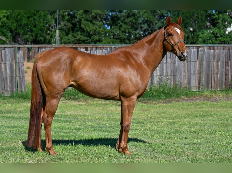 Quarter horse américain Hongre 11 Ans Alezan cuivré in Forney