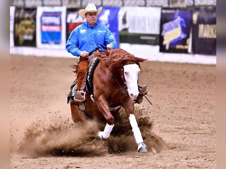 Quarter horse américain Hongre 11 Ans Alezan cuivré in Waco