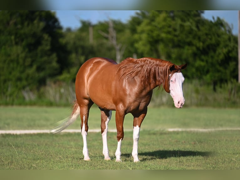 Quarter horse américain Hongre 11 Ans Alezan cuivré in Waco