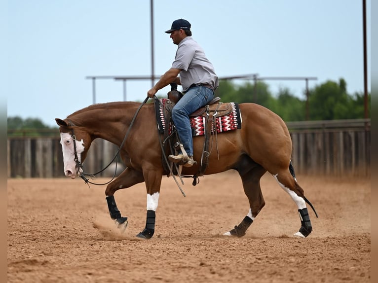 Quarter horse américain Hongre 11 Ans Alezan cuivré in Waco