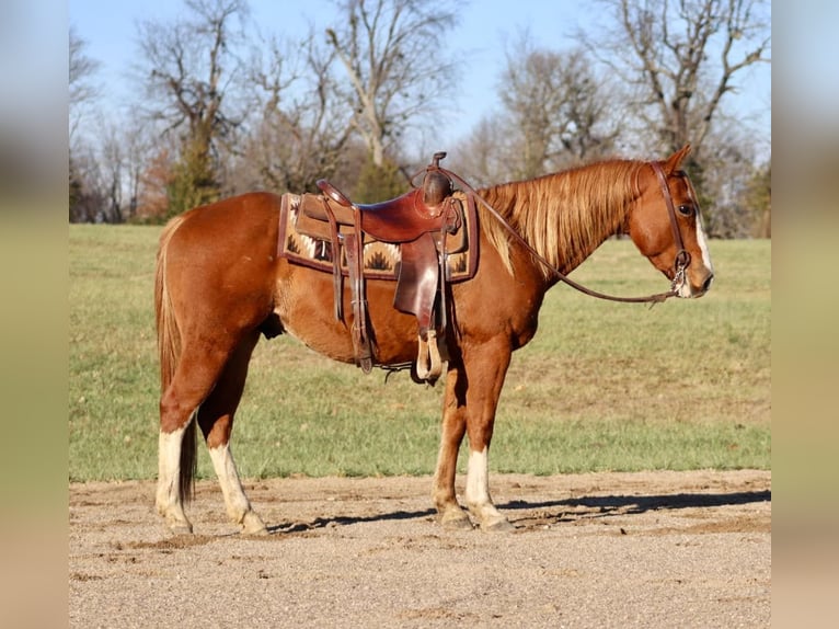 Quarter horse américain Hongre 11 Ans Alezan cuivré in Brooksville Ky