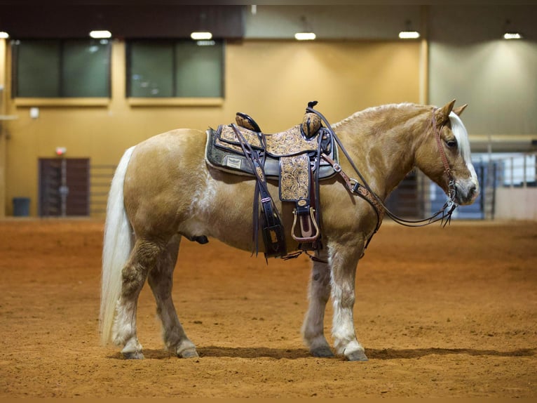 Quarter horse américain Hongre 11 Ans Alezan cuivré in Rusk TX