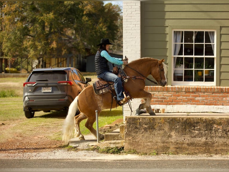Quarter horse américain Hongre 11 Ans Alezan cuivré in Rusk TX