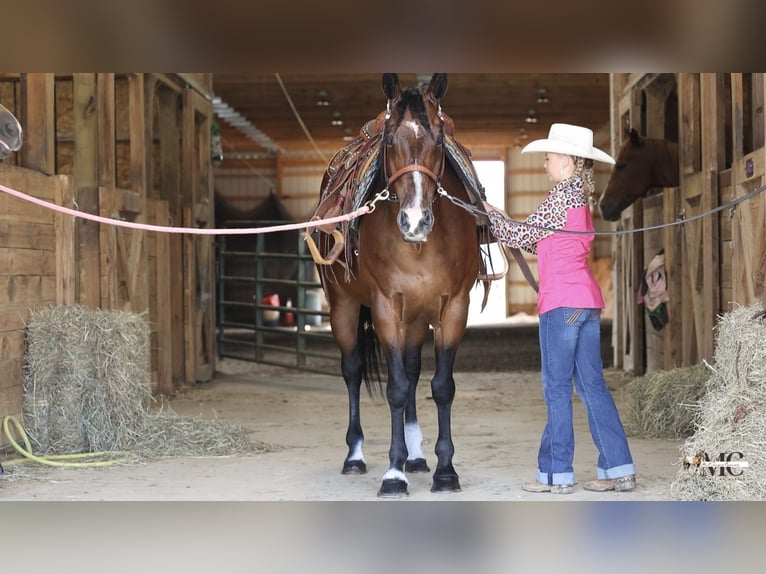 Quarter horse américain Hongre 11 Ans Bai cerise in North Bloomfield