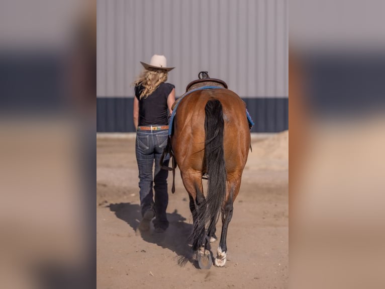 Quarter horse américain Hongre 11 Ans Bai cerise in Canistota