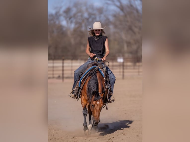 Quarter horse américain Hongre 11 Ans Bai cerise in Canistota