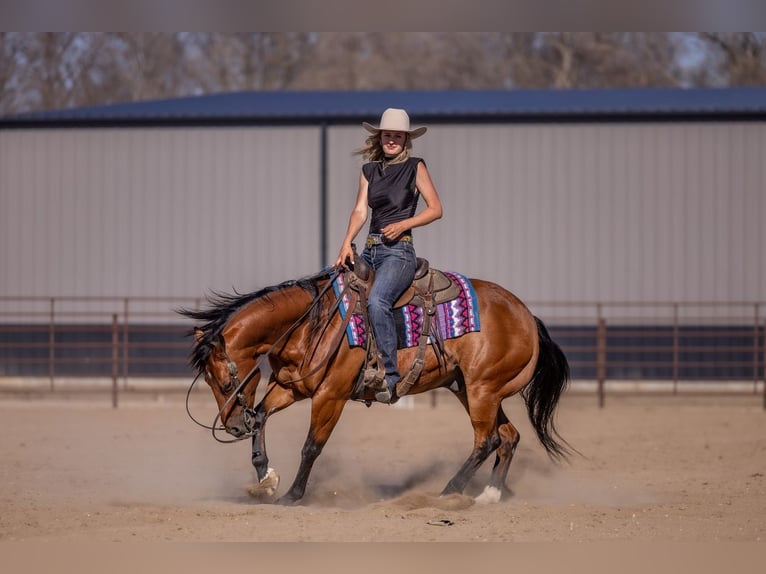 Quarter horse américain Hongre 11 Ans Bai cerise in Canistota