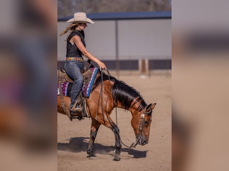 Quarter horse américain Hongre 11 Ans Bai cerise in Canistota