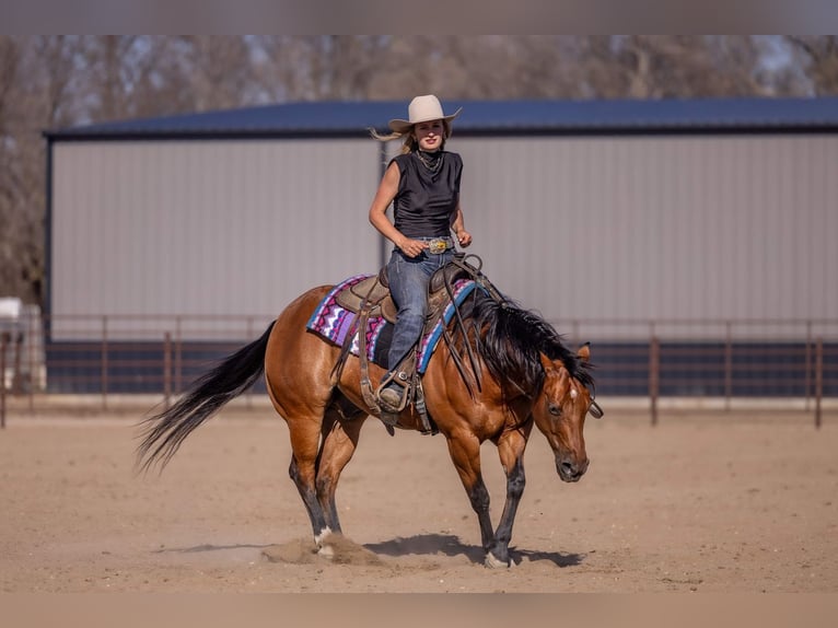 Quarter horse américain Hongre 11 Ans Bai cerise in Canistota