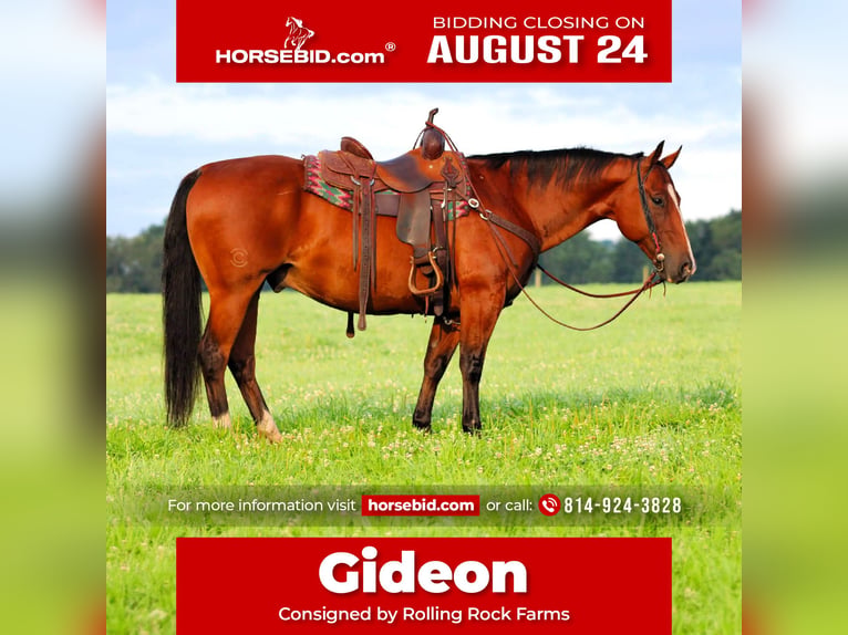 Quarter horse américain Hongre 11 Ans Bai cerise in Clarion