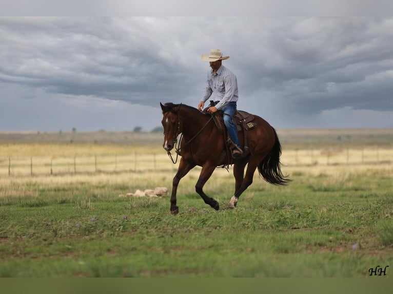 Quarter horse américain Hongre 11 Ans Bai cerise in Canyon, TX