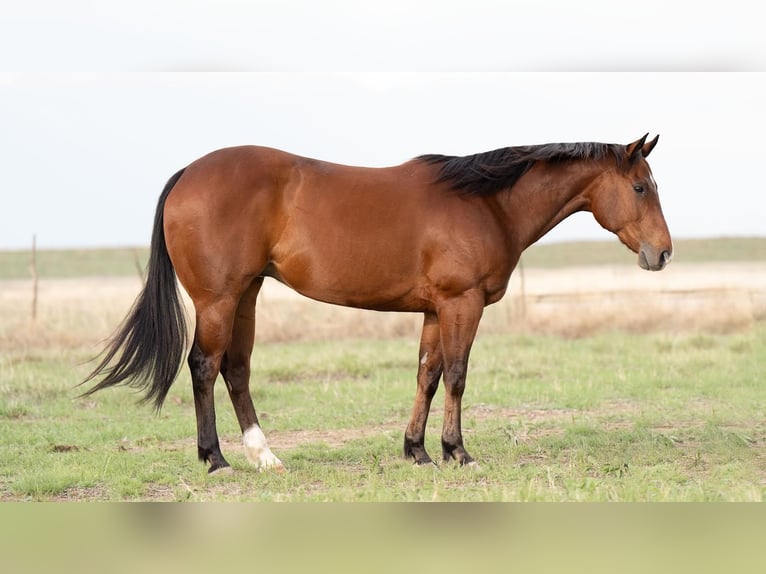 Quarter horse américain Hongre 11 Ans Bai cerise in Canyon, TX
