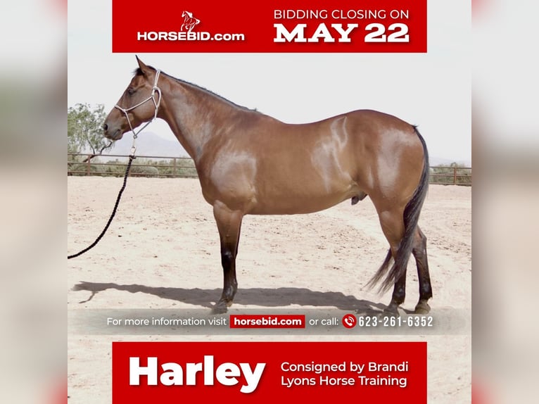 Quarter horse américain Hongre 11 Ans Bai cerise in Scottsdale, AZ