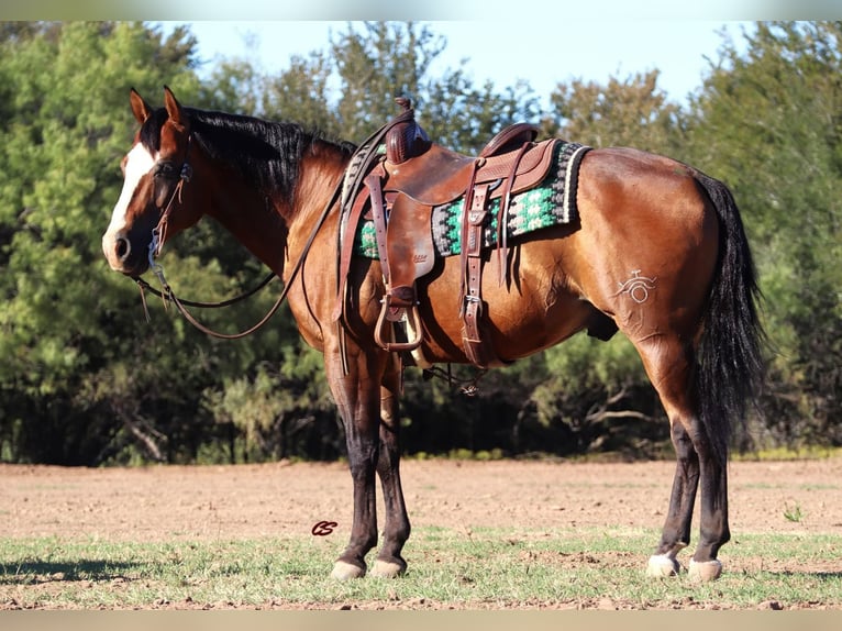 Quarter horse américain Hongre 11 Ans Bai cerise in Graham, TX