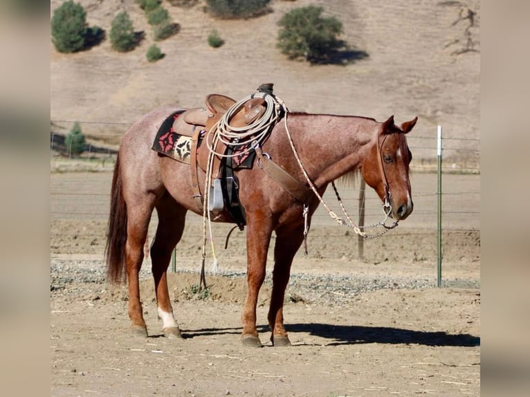 Quarter horse américain Hongre 11 Ans Bai in Hannover