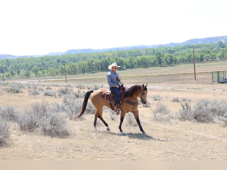 Quarter horse américain Hongre 11 Ans Buckskin in Ripley