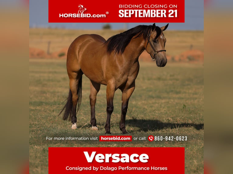 Quarter horse américain Hongre 11 Ans Buckskin in Ripley
