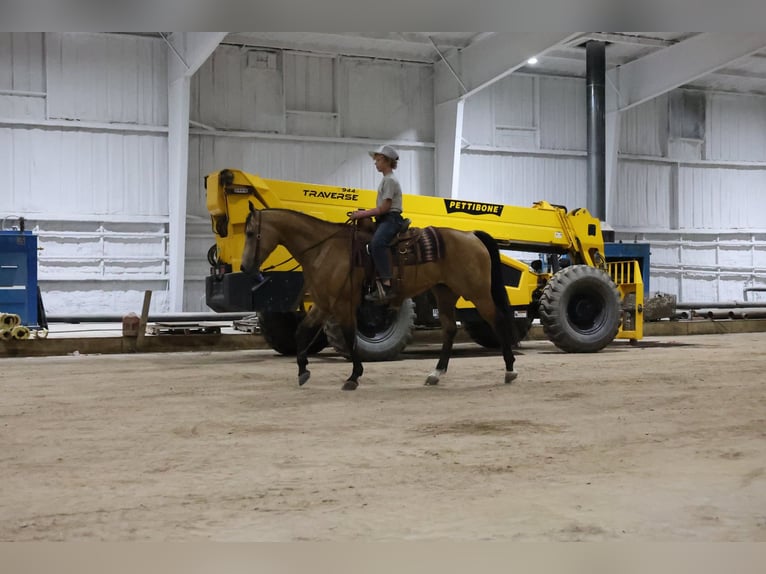 Quarter horse américain Hongre 11 Ans Buckskin in Ripley