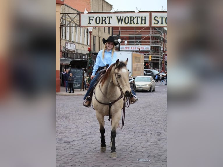Quarter horse américain Croisé Hongre 11 Ans Buckskin in Joshua, TX
