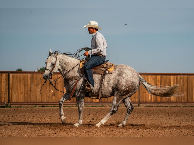 Quarter horse américain Hongre 11 Ans Gris in Canyon