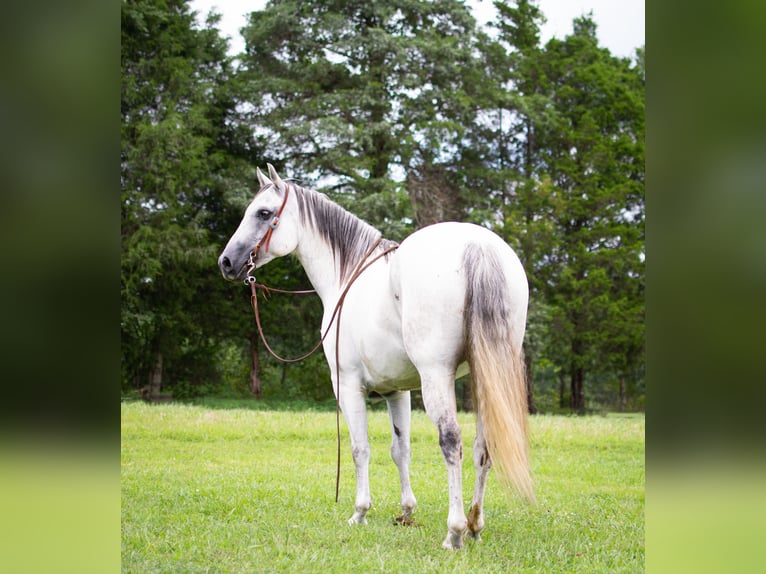 Quarter horse américain Hongre 11 Ans Gris in GREENVILLE, KY