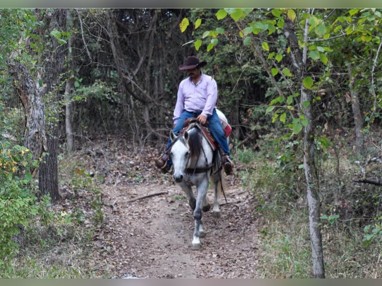 Quarter horse américain Hongre 11 Ans Gris in Stephenville TX