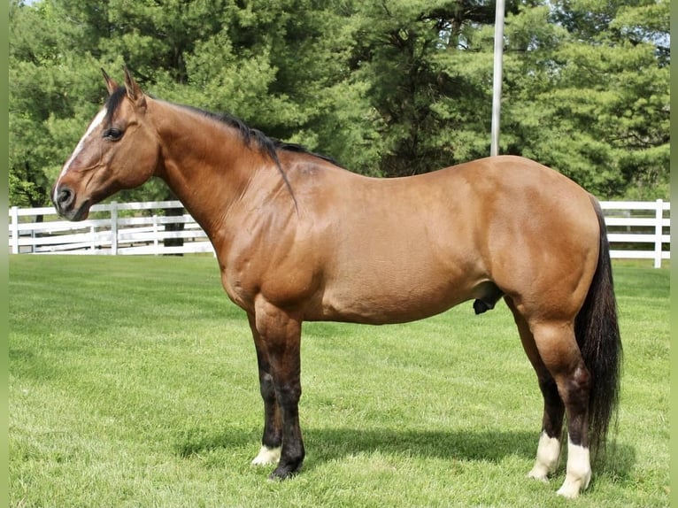 Quarter horse américain Hongre 11 Ans Isabelle in Allentown, NJ