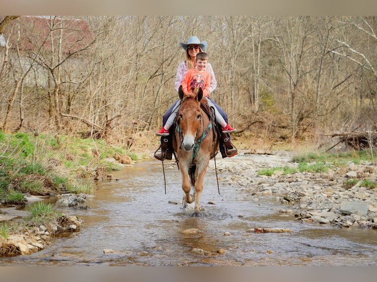 Quarter horse américain Hongre 11 Ans Isabelle in Hillsboror KY