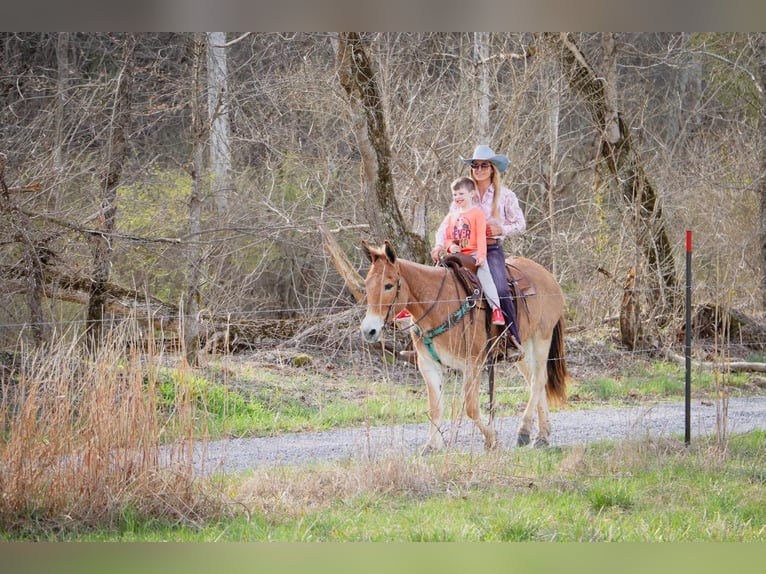 Quarter horse américain Hongre 11 Ans Isabelle in Hillsboror KY