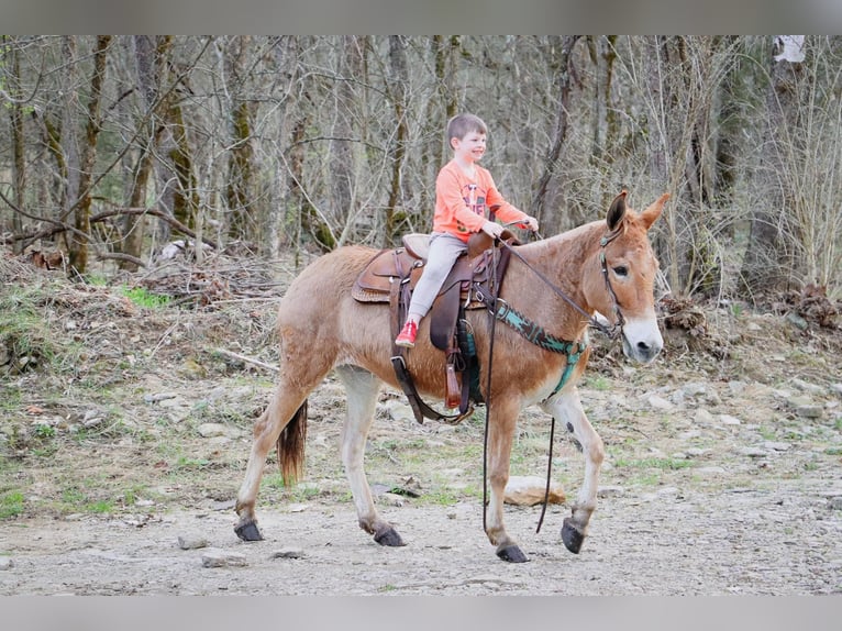 Quarter horse américain Hongre 11 Ans Isabelle in Hillsboror KY