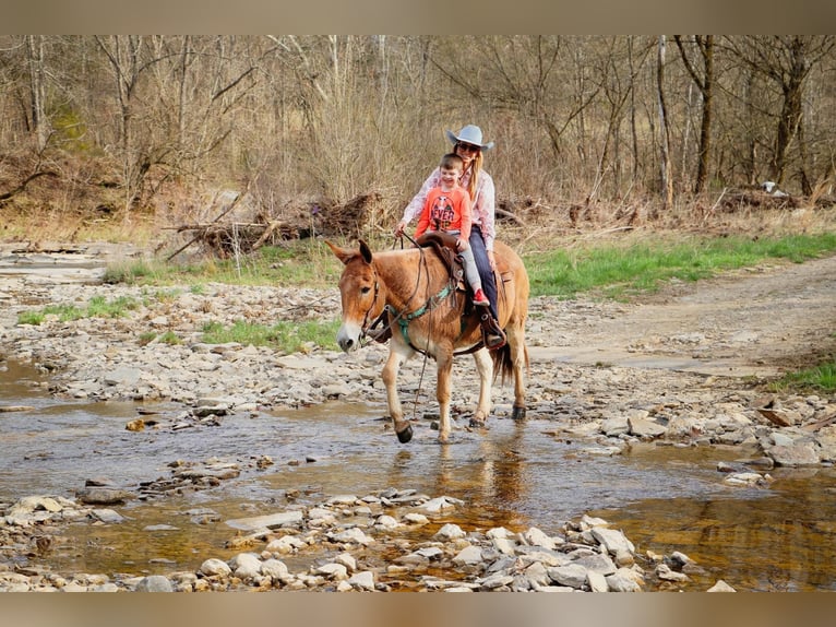 Quarter horse américain Hongre 11 Ans Isabelle in Hillsboror KY