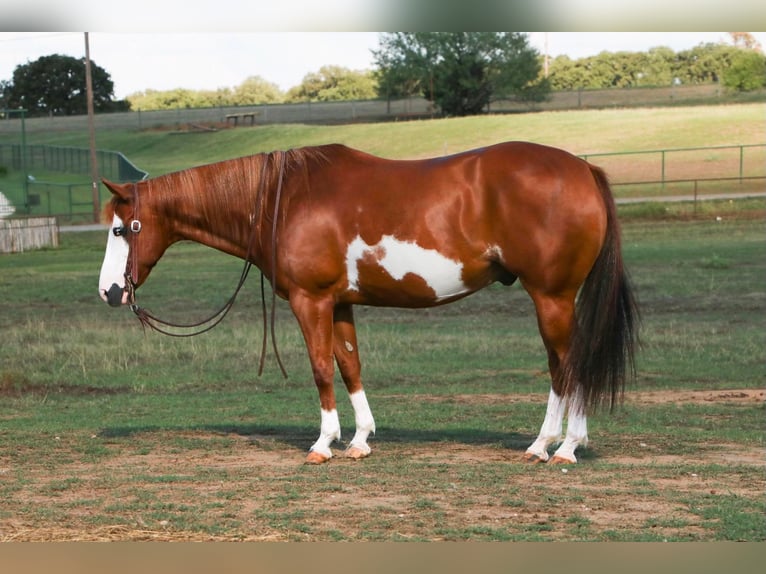 Quarter horse américain Hongre 11 Ans Overo-toutes couleurs in Cleburne TX