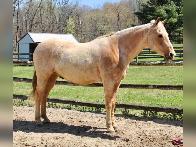 Quarter horse américain Hongre 11 Ans Palomino in Allentown, NJ