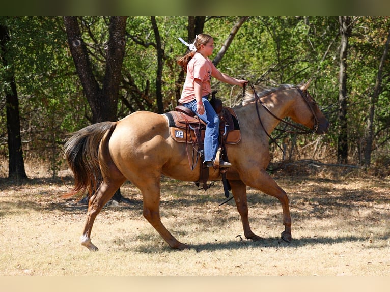 Quarter horse américain Hongre 11 Ans Palomino in Forney